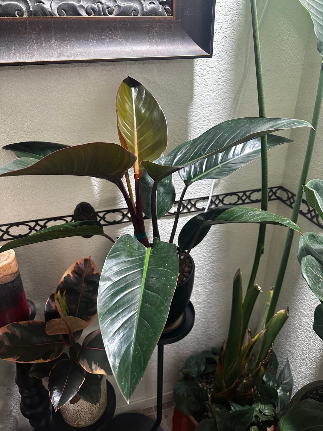 Customer photo review of Philodendron Red Congo, Tropical Forest Plant