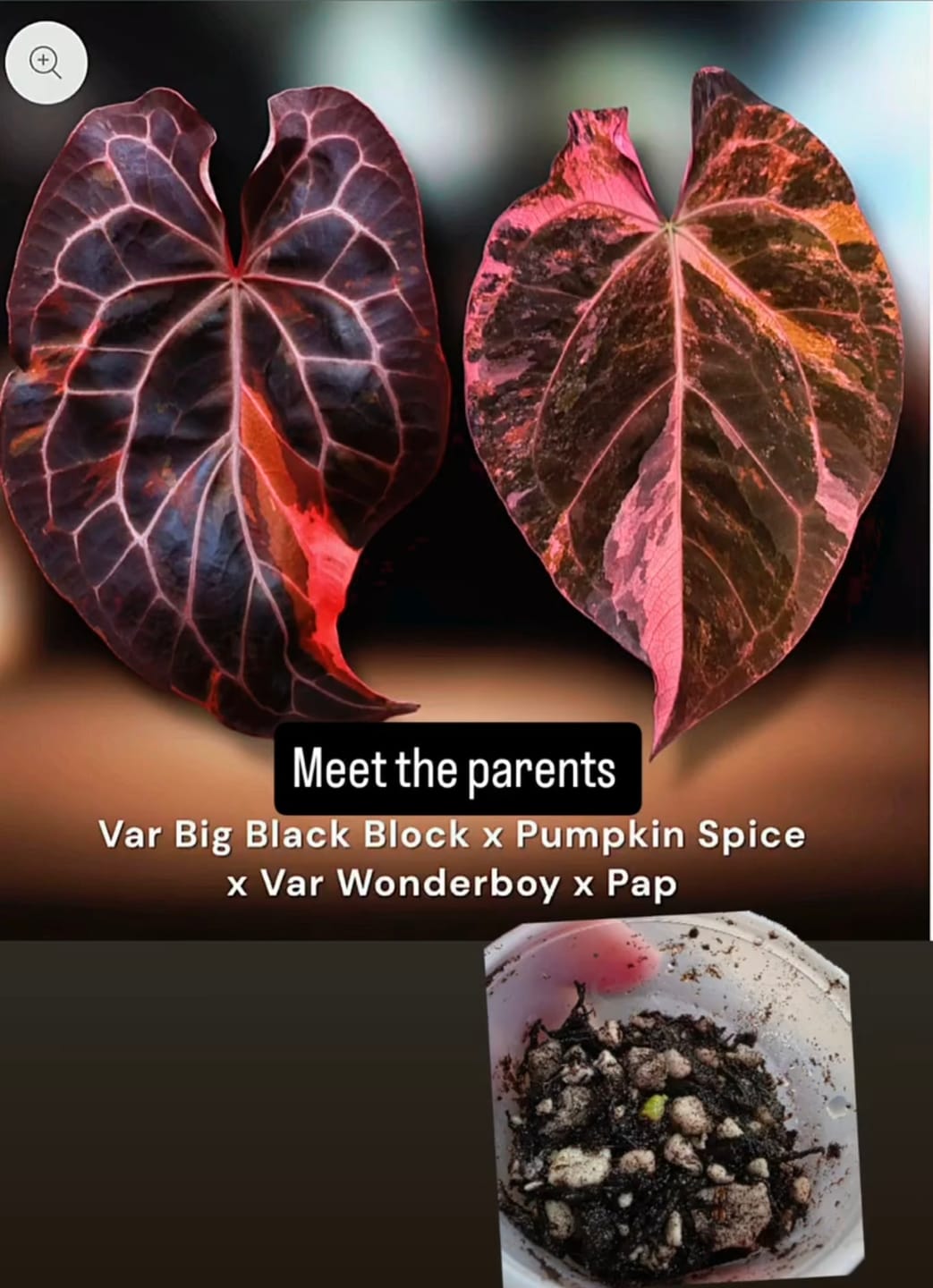 Customer photo review of **New Release** :: (Var. BBB X Pumkin Spice) x Var. Wonderboy X Pap