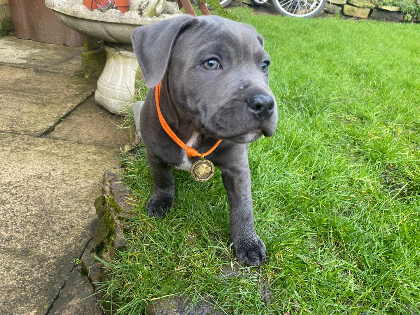 Customer photo review of Staffy Puppy Nametag with Paracord String - Antique - Staffordshire Bull Terrier 1935®