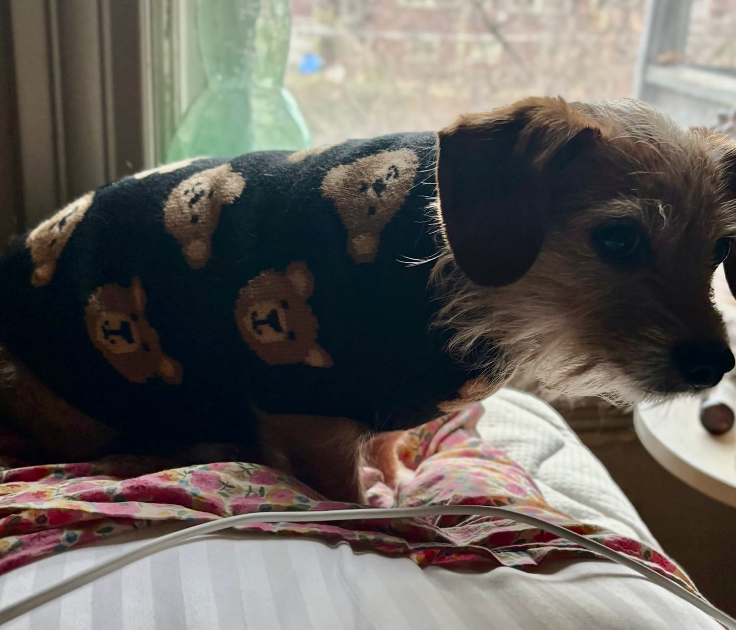 Customer photo review of Broken Teddy Bear Knit Dog Sweater - Black