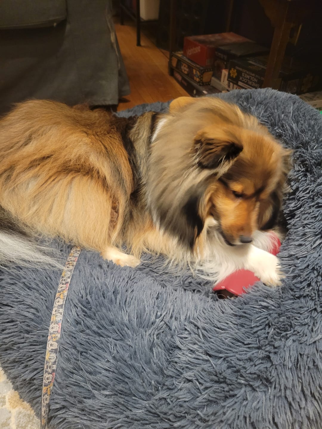 Customer photo review of Bully Stick Safety Holder