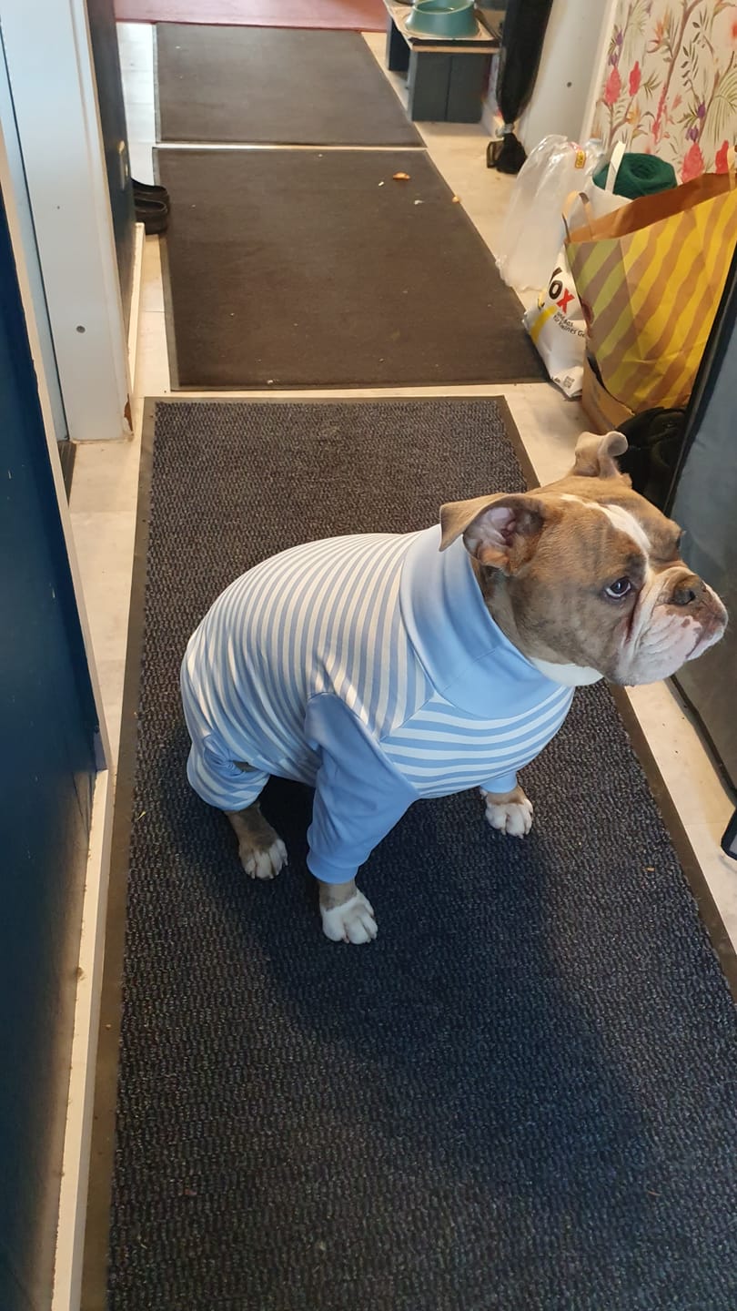 Customer photo review of Dog Pajama - Blue Stripes