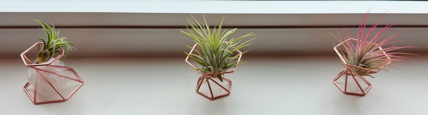 Customer photo review of Ionantha Guatemala
