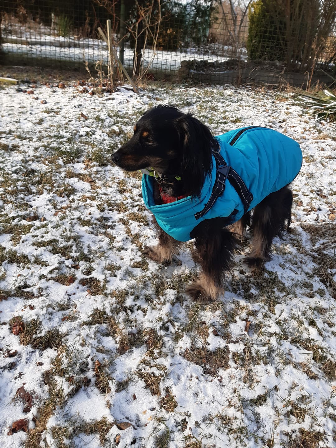 Customer photo review of Emmalove - Wasserdichter Hundemantel Extreme