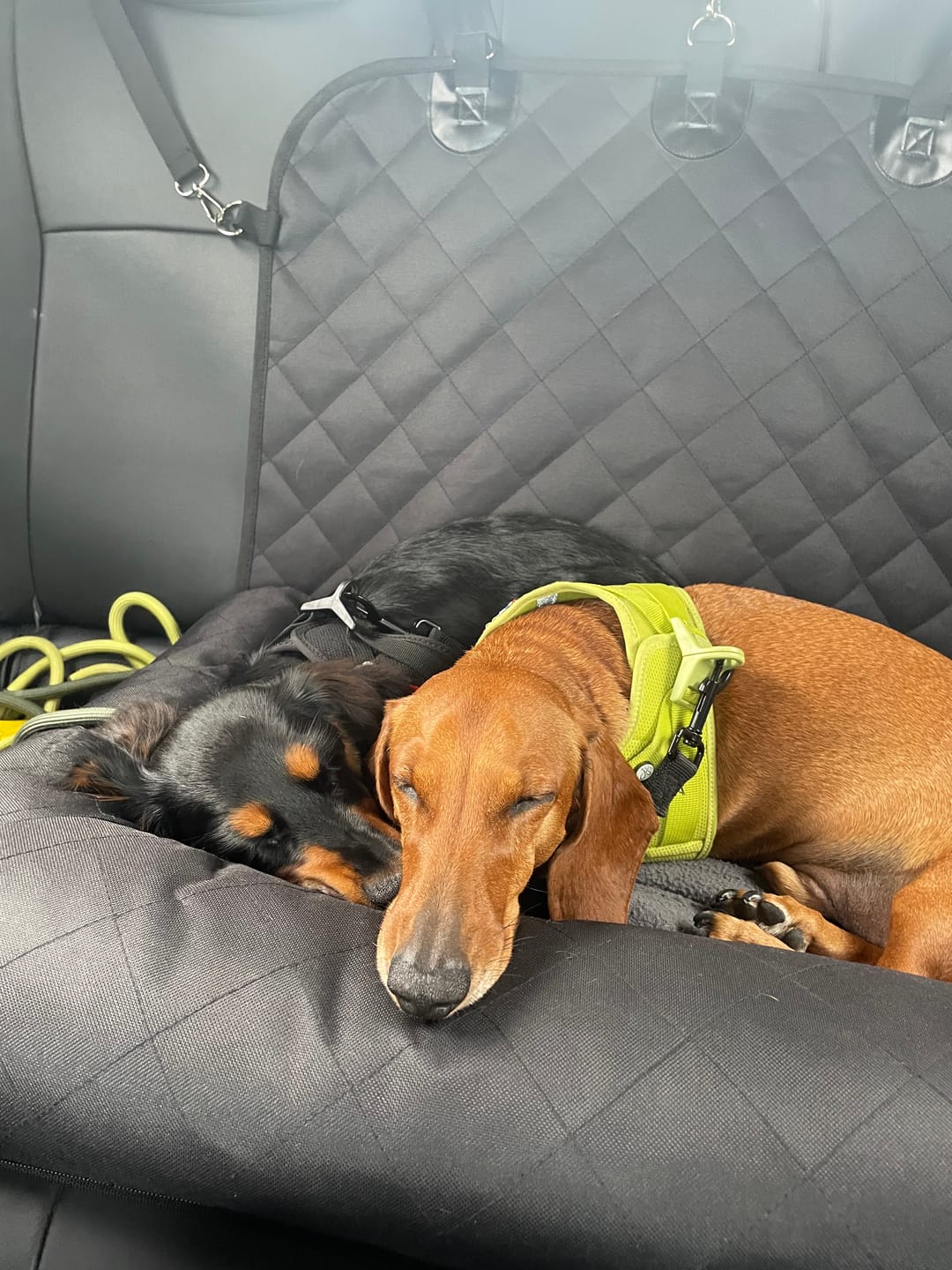 Customer photo review of Car Seat Cover