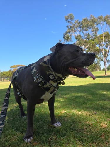 Customer photo review of SUPATUFF® Strong Dog Collar Camo (Wide Fit)