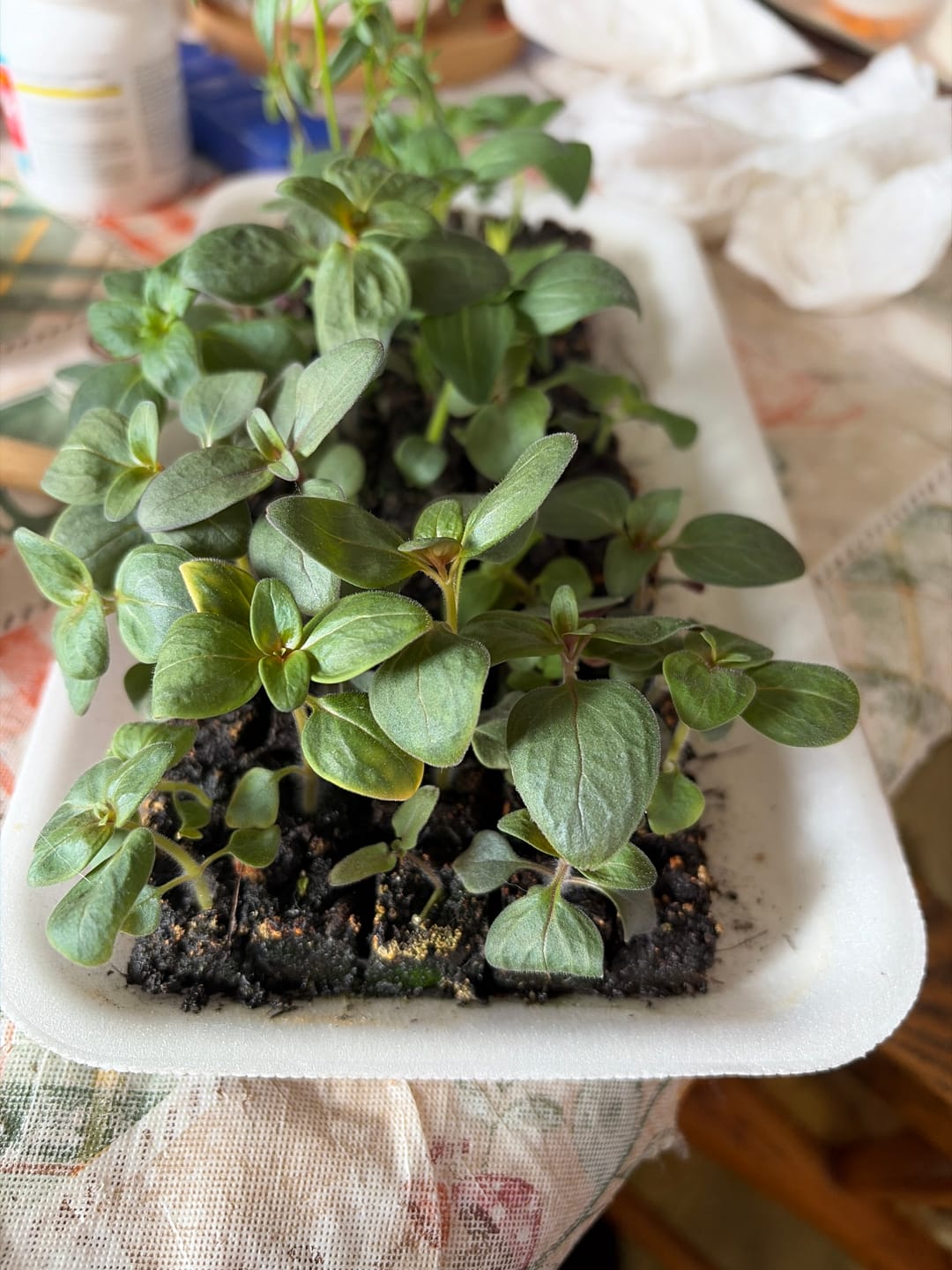Customer photo review of Snapdragon, Rocket Mix