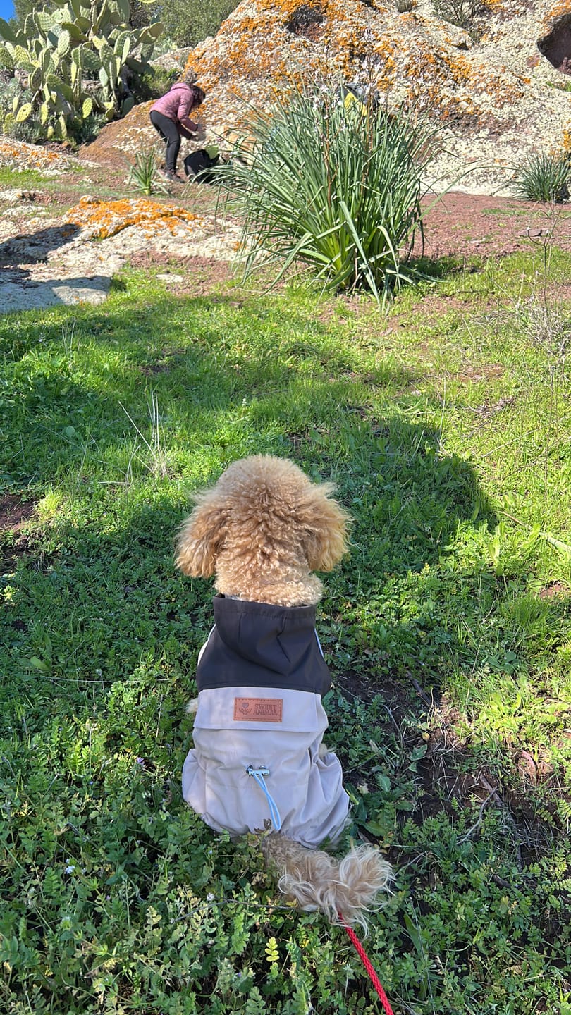 Customer photo review of Sweet Rain Pro
