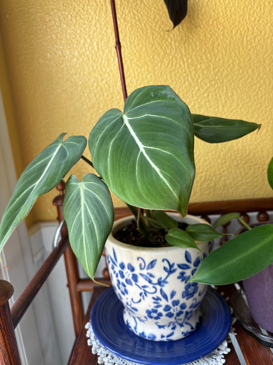 Customer photo review of Philodendron gloriosum
