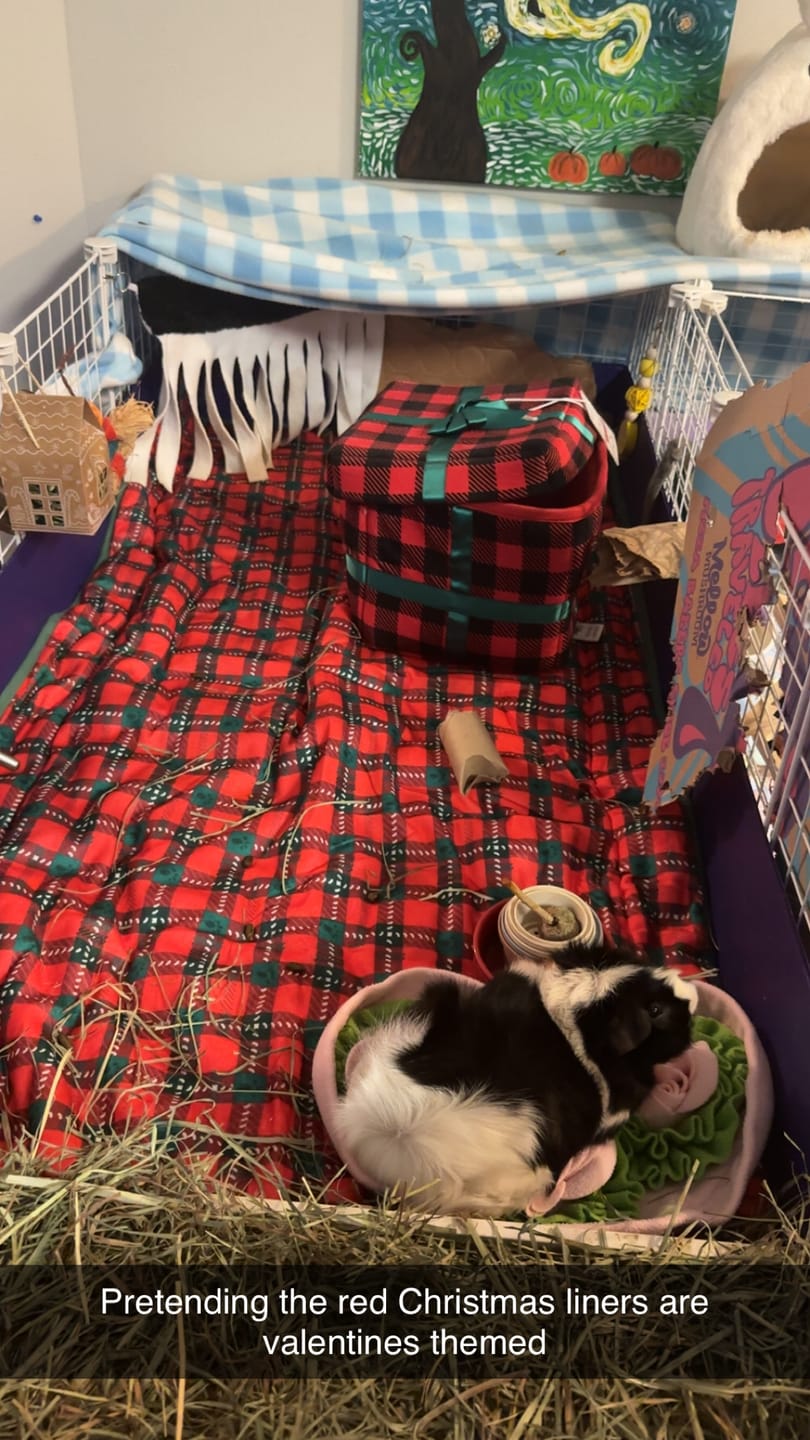 Customer photo review of Set of 2 Fleece Liners | Merry Pigmas