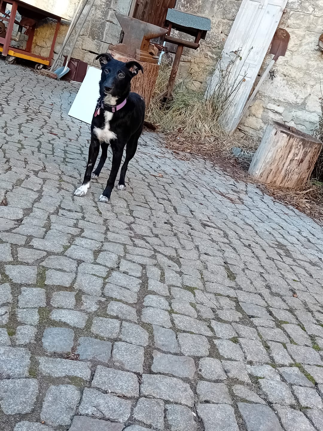 Customer photo review of DNA Test Rassebestimmung Pro Hund