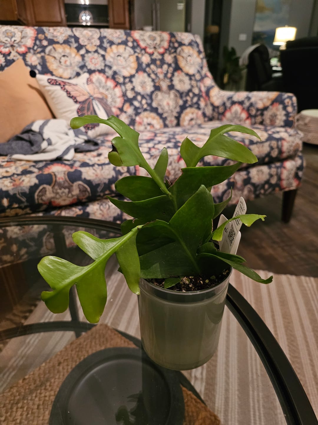 Customer photo review of Cactus Selenicereus chrysocardium "Sharktooth"