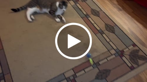 Customer video review of SPEEDY TAIL 2.0