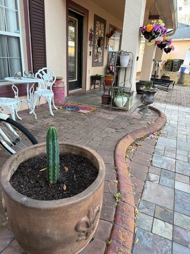 Customer photo review of San Pedro Cactus | Trichocereus (Echinopsis) Pachanoi
