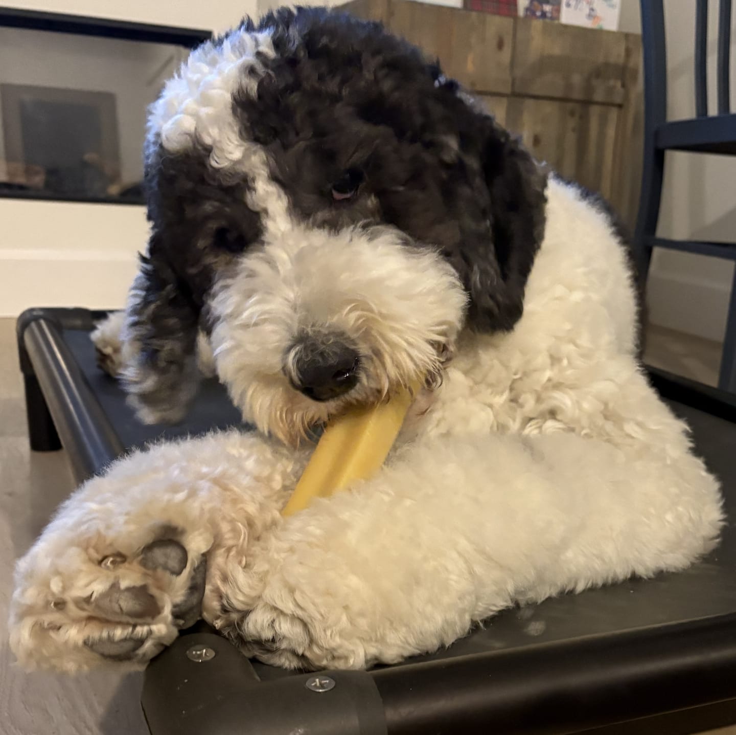 Customer photo review of Himalayan Yak Chew (EXTRA LARGE)