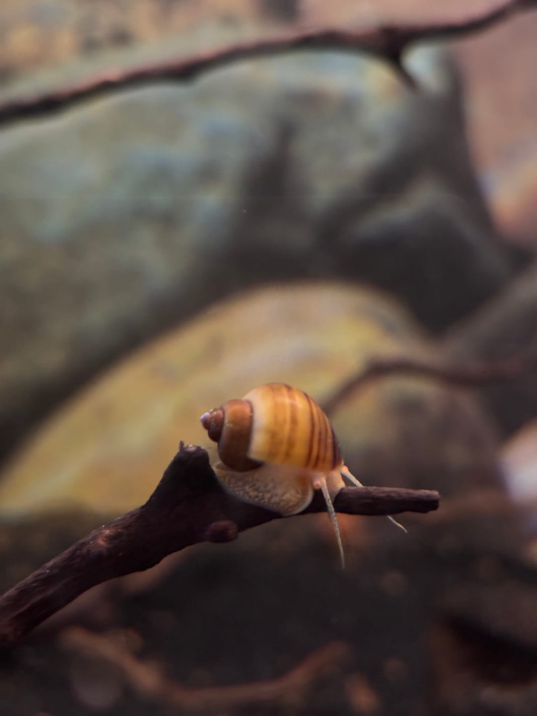 Customer photo review of Mystery Snail Mix (3 pack)