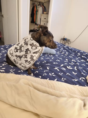 Customer's dog sitting on a bed covered with the grey paw-print Anti-Stress Blanket.