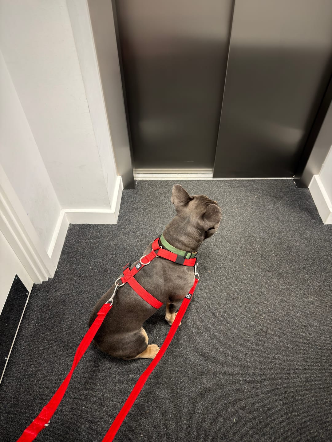 Customer photo review of Training Double Ended Dog Lead | 2m Length -  Red