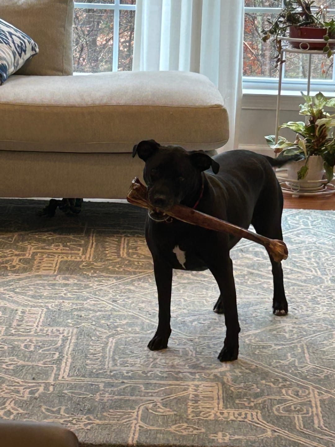 Customer photo review of Ostrich Long Bone (19" x 3.5"): The Ultimate Challenge for Medium, Large & Extra-Large Dogs
