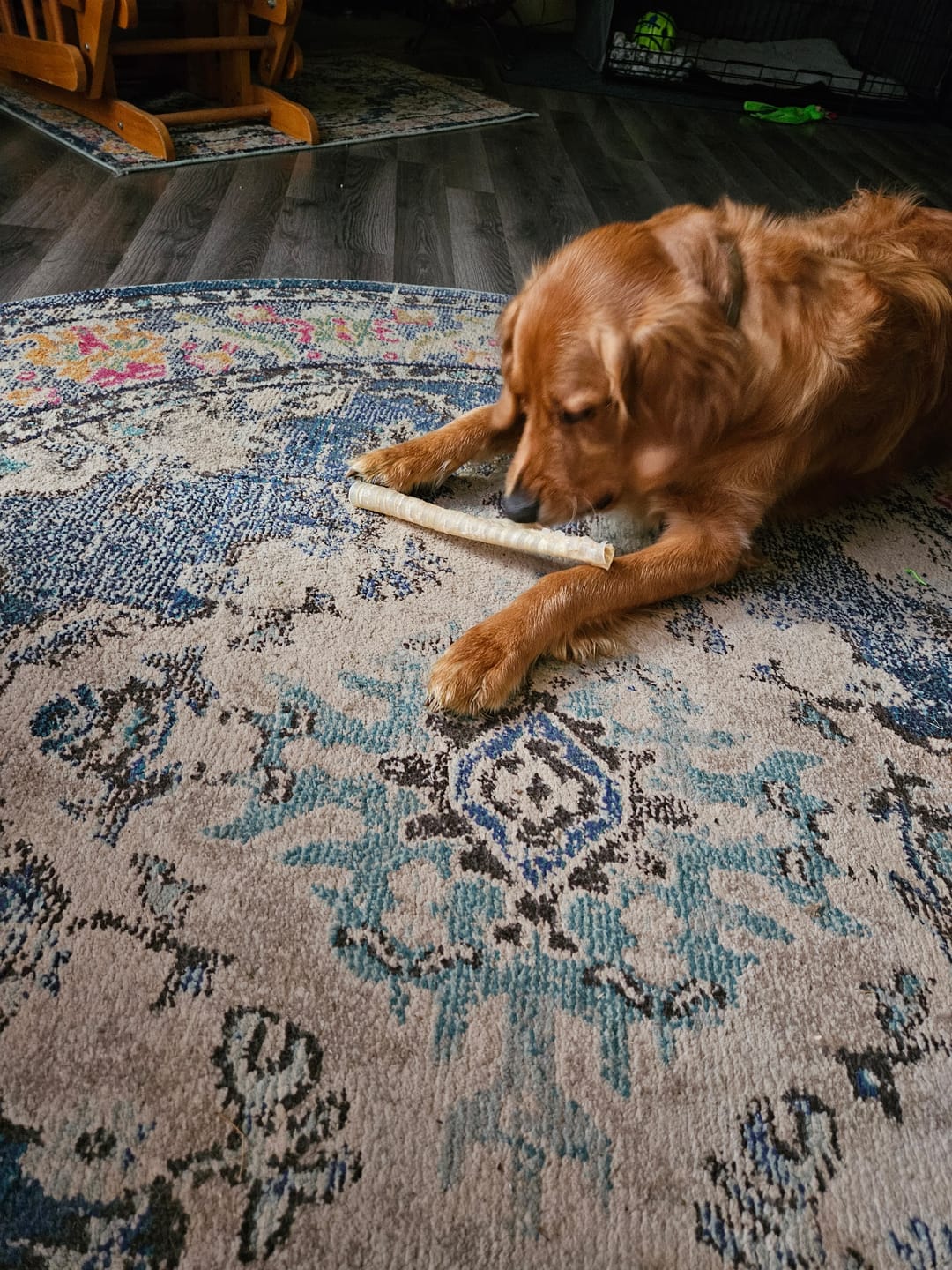 Customer photo review of 12 Inch Jumbo Bully Stick
