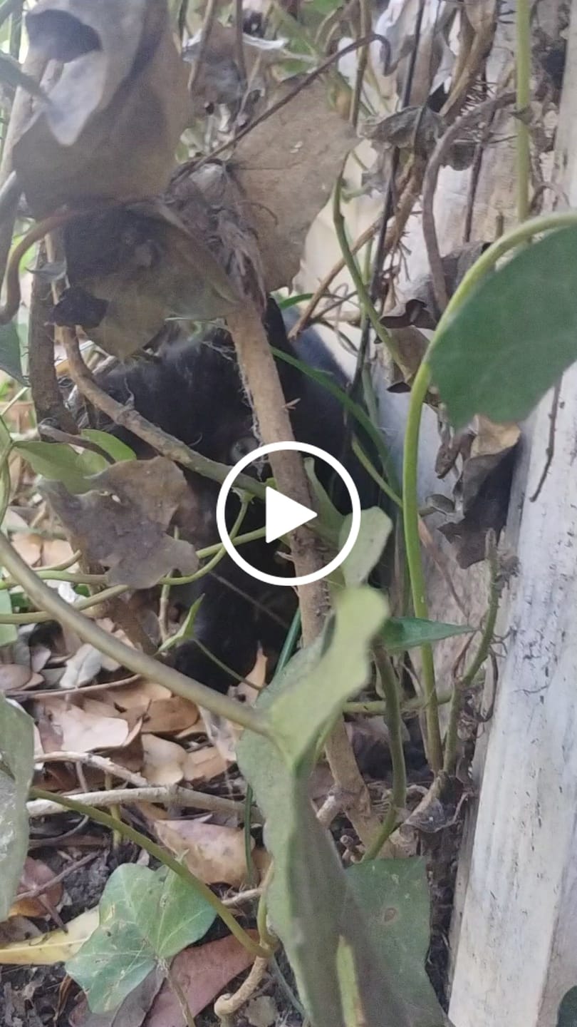 Customer video review of Cat Cold, Sneezing & Respiratory Support Remedy