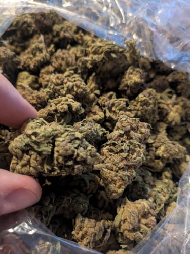 Customer photo review of White Gelato - Bulk - Indica