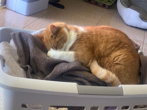 Customer photo review of 1 Month Supply – 2 Cat