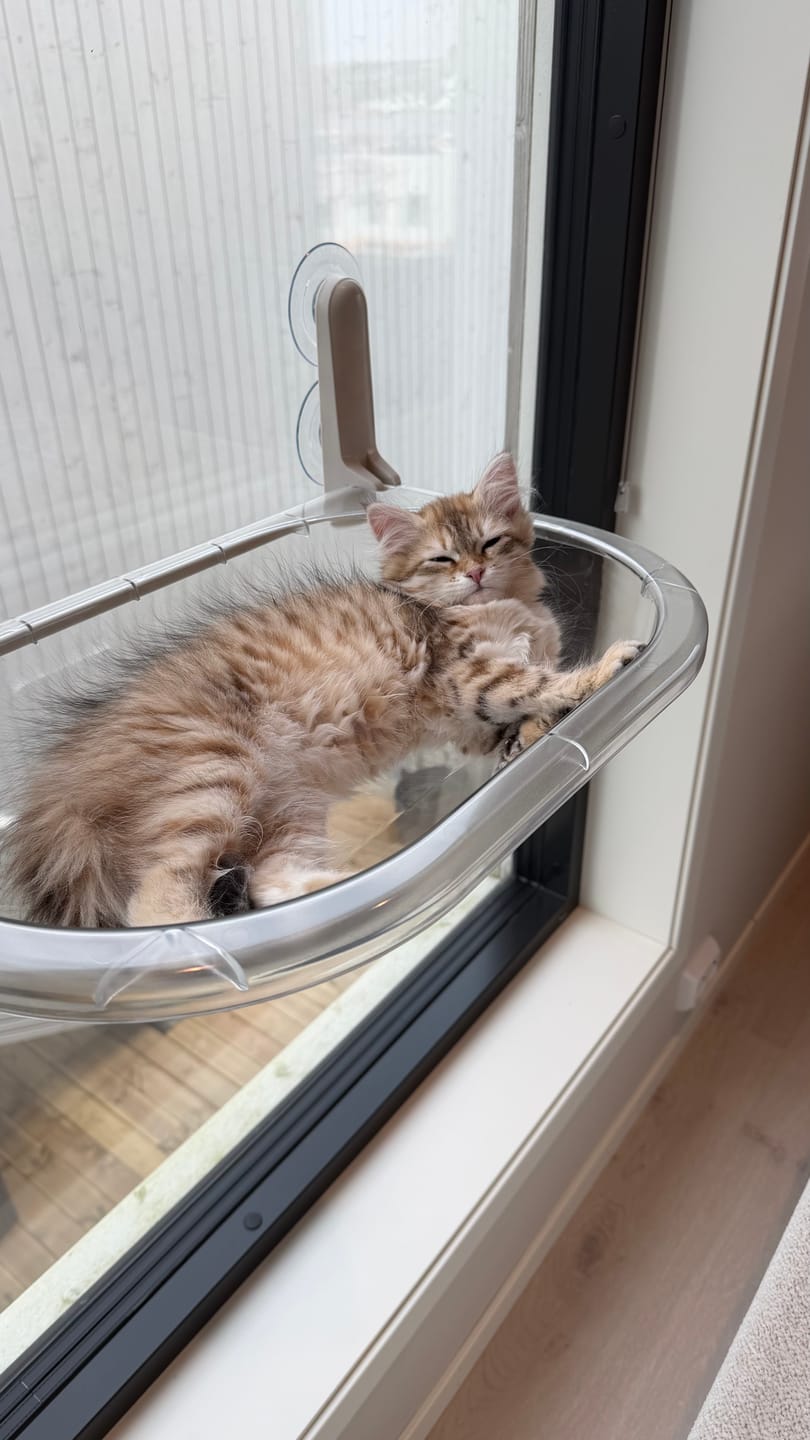 Customer photo review of Window Cat Clear - vindusseng