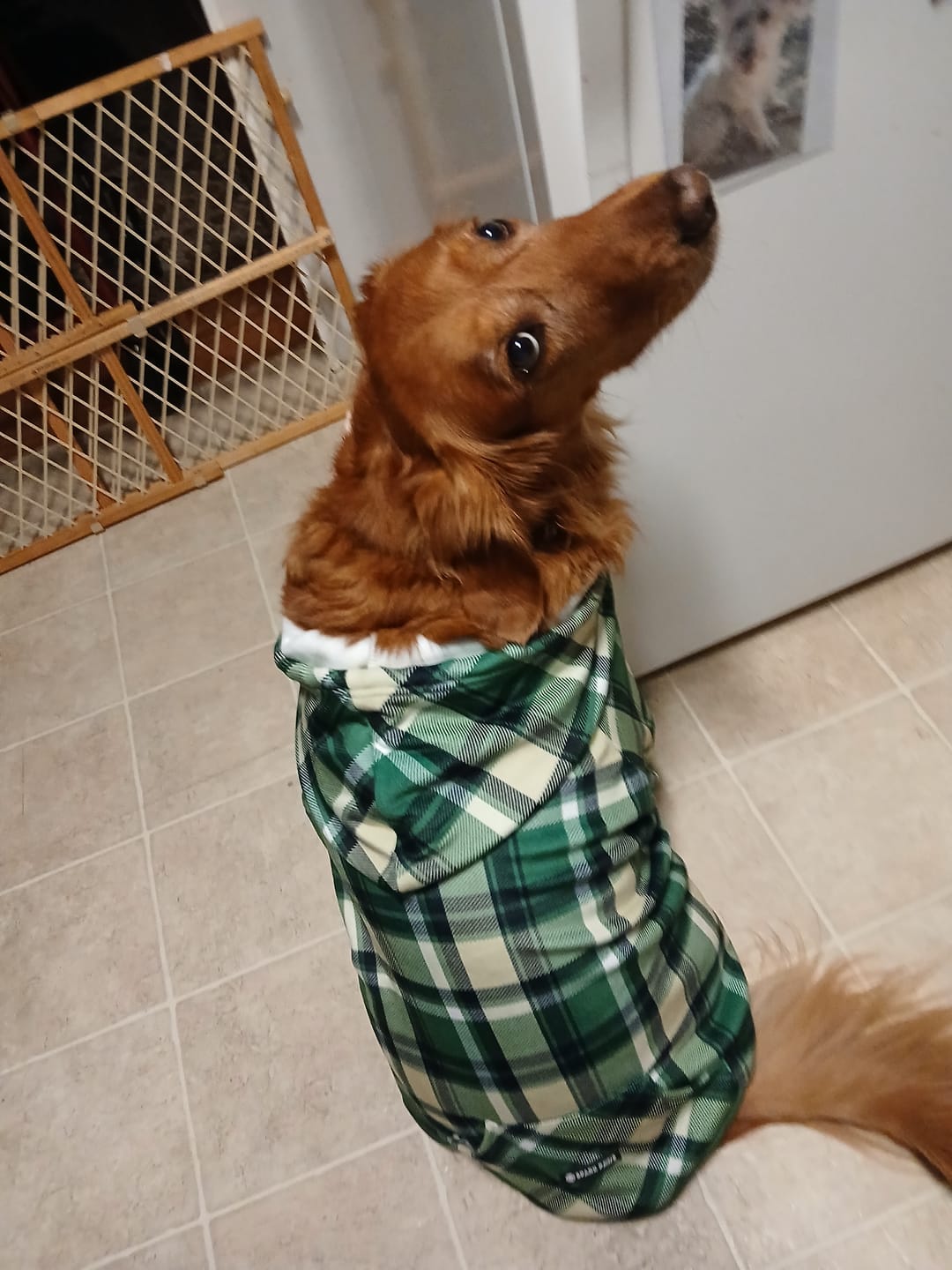 Customer photo review of Plaid Dog Hoodies