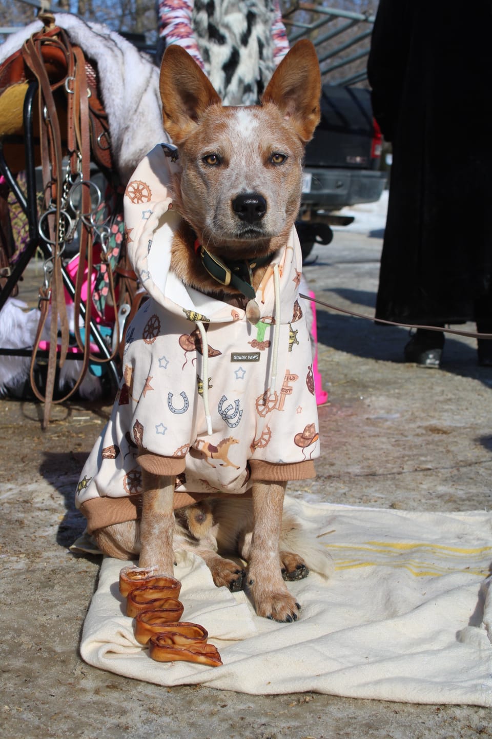Customer photo review of Rodeo Dog Hoodie