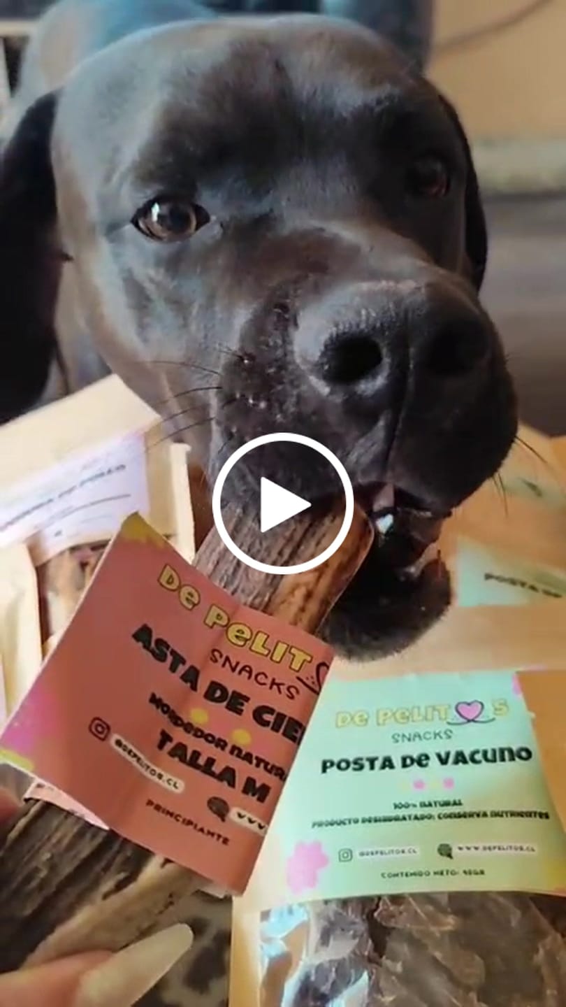 Customer video review of Asta de ciervo para perros - Principiante