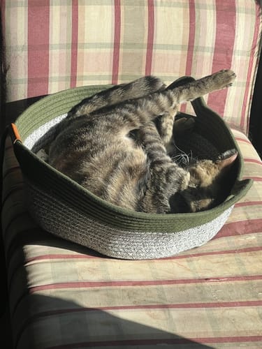 Customer photo review of Instinct Basket | Meet the first research-backed natural territory for indoor cats