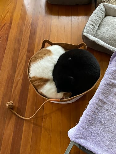 Customer photo review of Instinct Basket | Meet the first research-backed natural territory for indoor cats