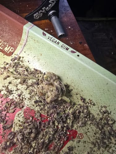 Customer photo review of Alien ET