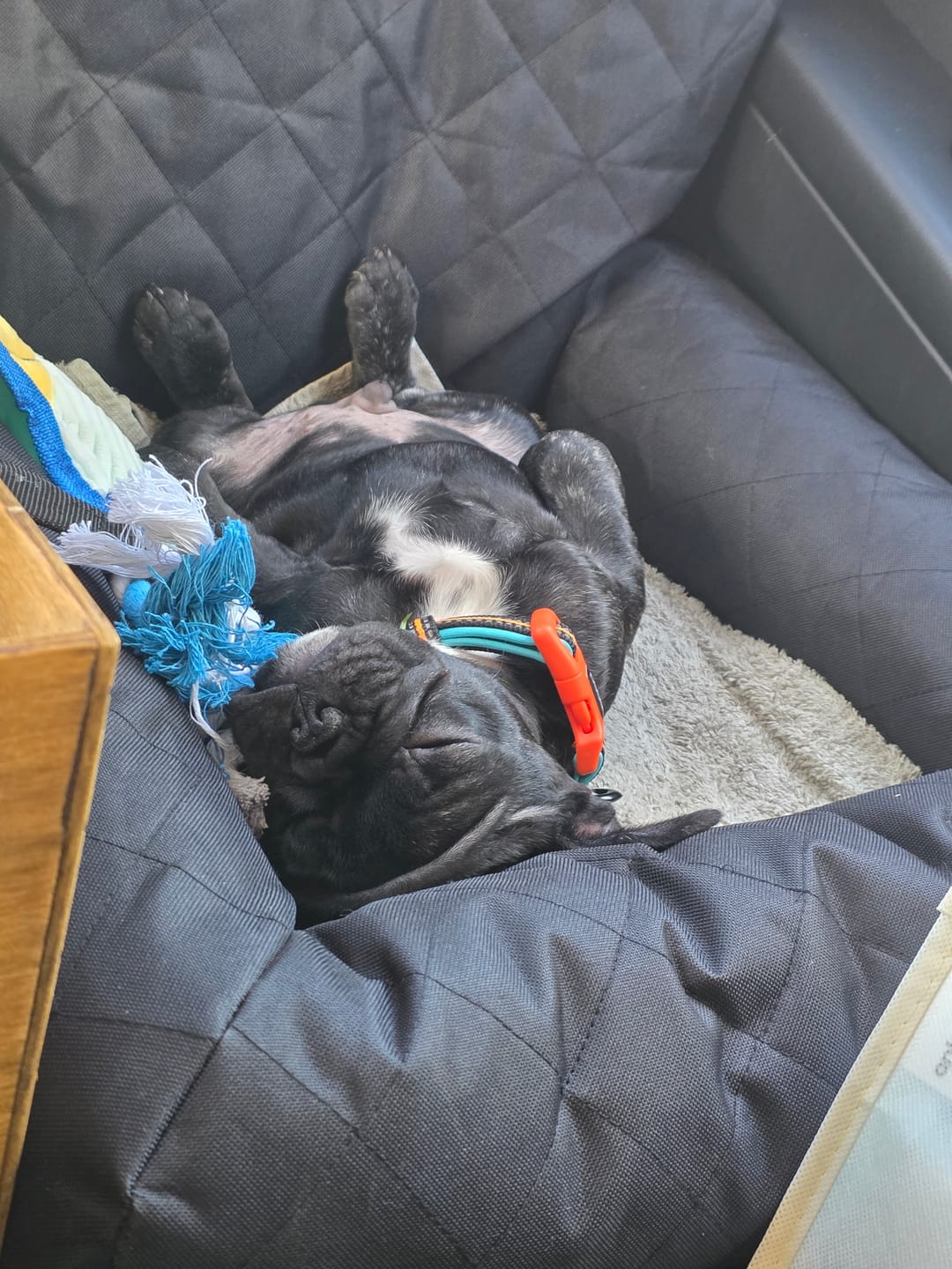Customer photo review of Car Seat Cover