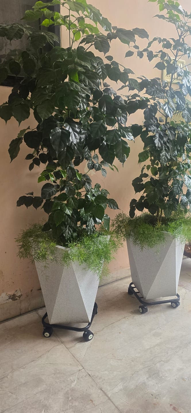 Customer photo review of TryGreen Daze Wheel Rolling Plant Stand for Planters