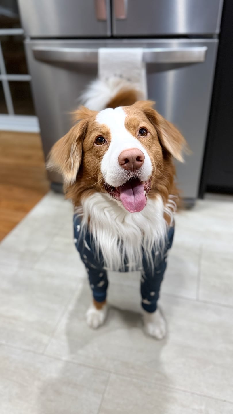 Customer photo review of Dog Pajama - Stars
