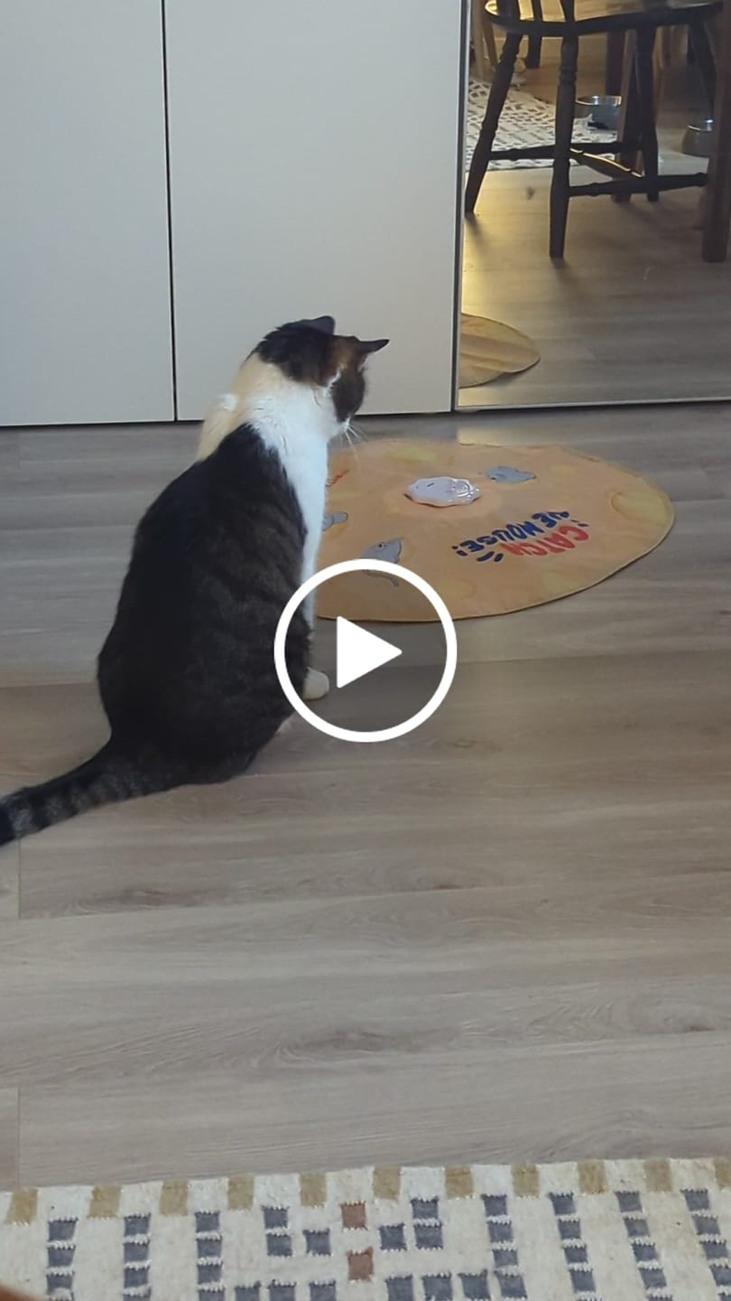 Customer video review of Catch the mouse interaktiv katteleke