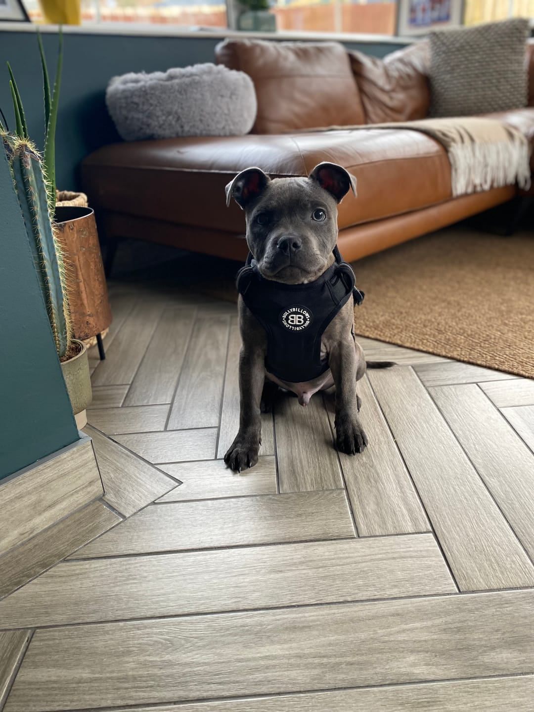 Customer photo review of Comfort Premium Harness | Non Restrictive - Black
