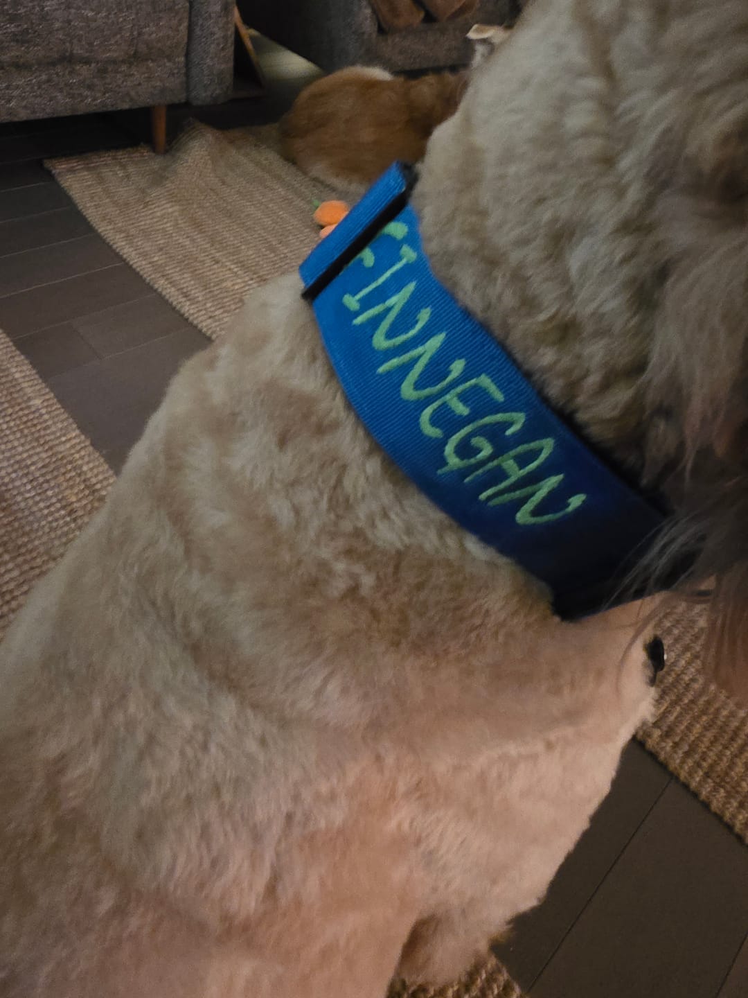 Customer photo review of 2" Tactik Dog Collar - Cobalt