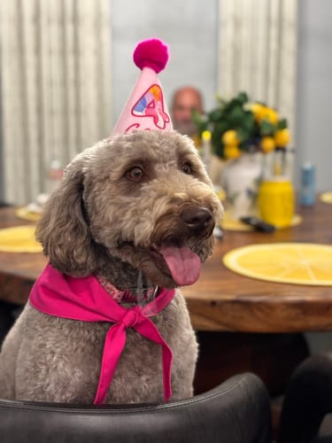Customer photo review of Standard Personalized Dog Party Pack
