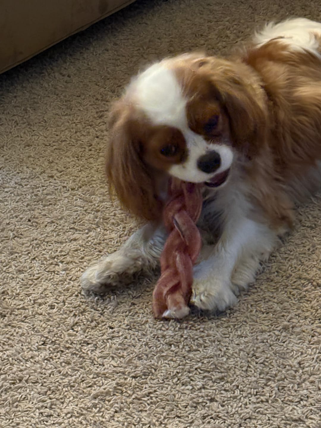 Customer photo review of 12 Inch Jumbo Braided Bully Stick