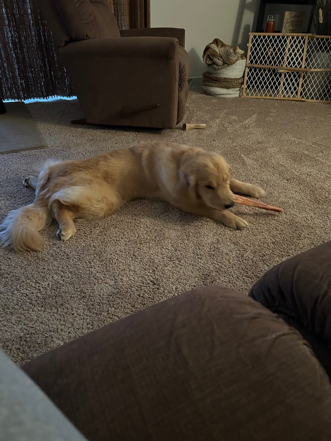 Customer photo review of 12 Inch Monster Braided Bully Stick