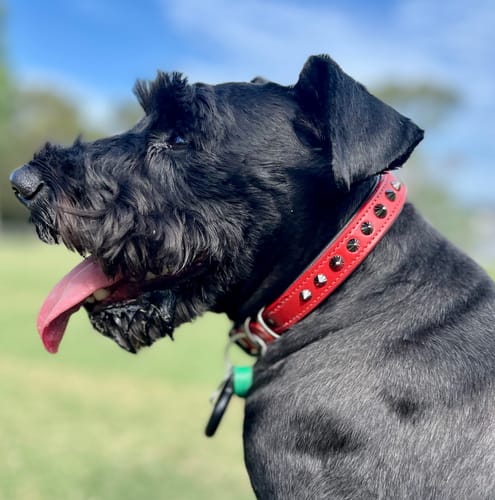 Customer photo review of Hand Made Leather Dog Collar - Ruthless Red & Black (Slim Fit)