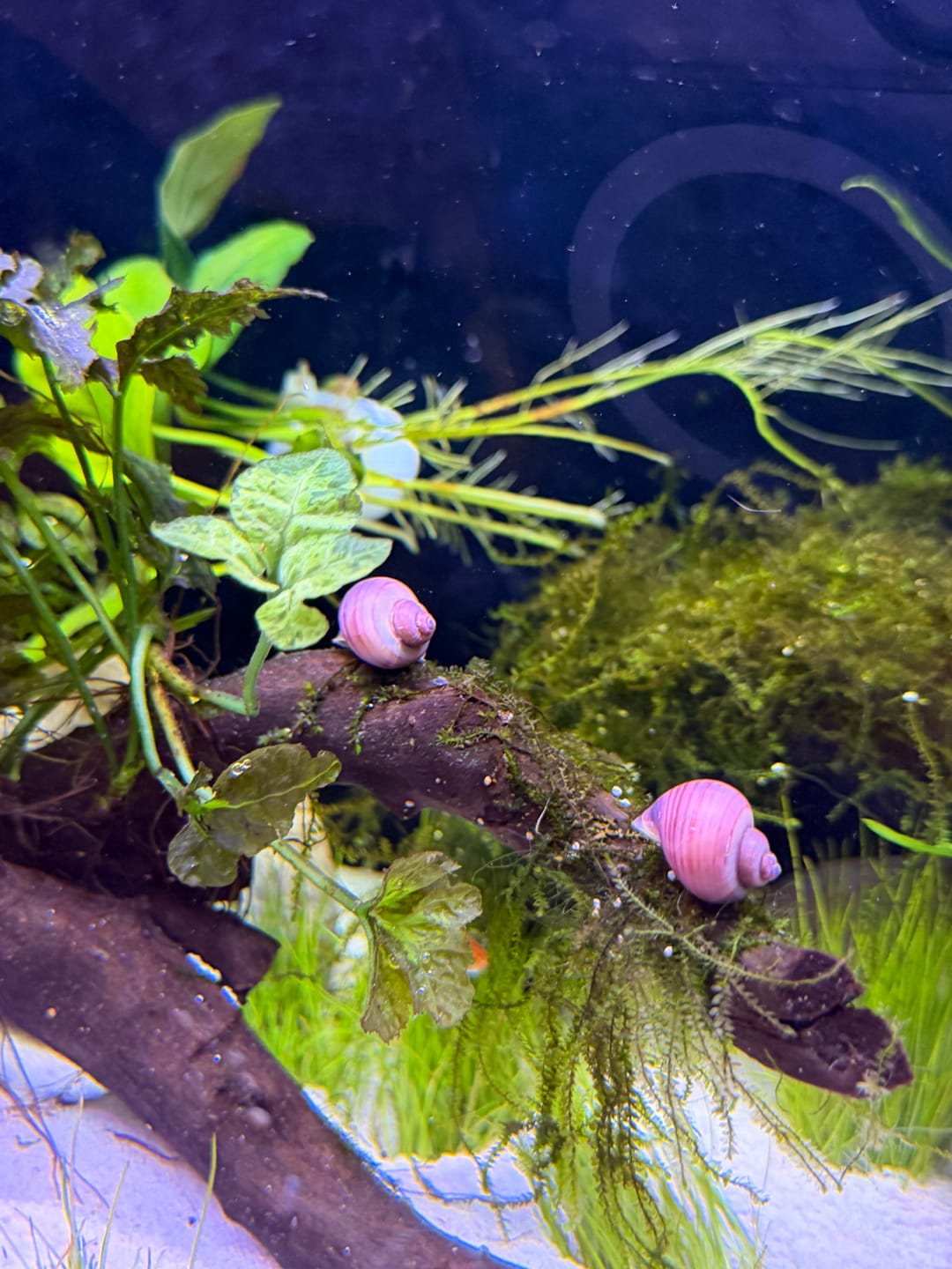 Customer photo review of Magenta Mystery Snail
