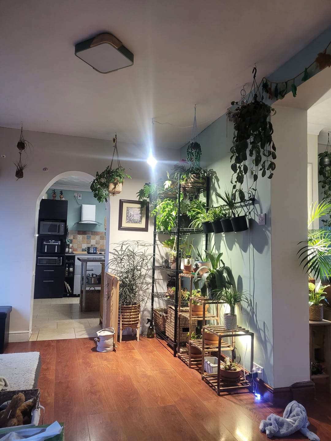 Customer photo review of Pianta Grow Light and Enna Plug-in Ceiling Pendant Bundle