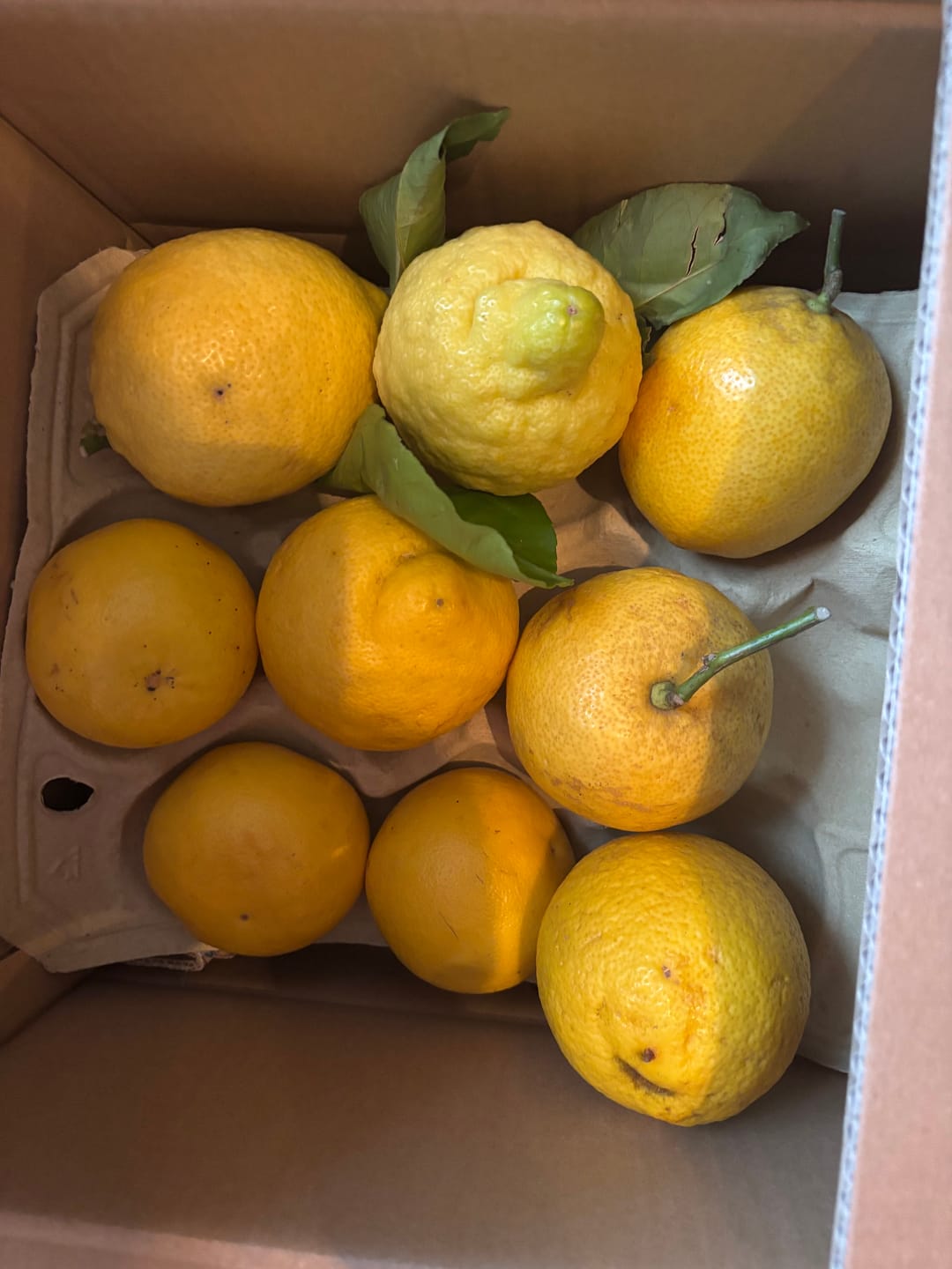 Customer photo review of Zitronen Bio Familie Bilardi Kalabrien 4kg Box Sparpreis %