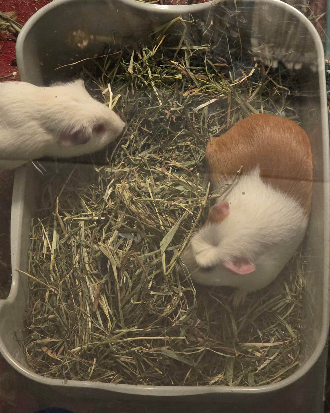 Customer photo review of The Super Pooper for Every Floofer | Litter Tray for Guinea Pigs and Rabbits