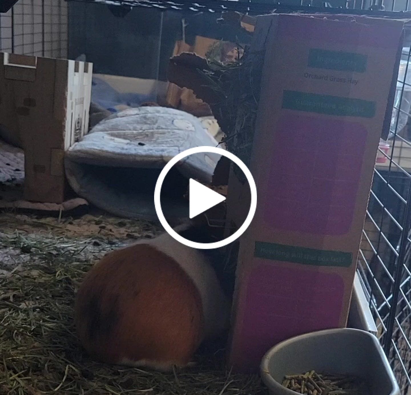 Customer video review of GuineaDad Orchard Hay Box for Guinea Pigs