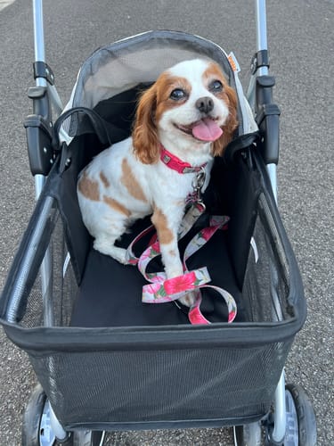 Customer's happy dog sitting upright in the black pet stroller on a paved surface.
